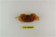 藏品(臺灣厚蟹)的圖片